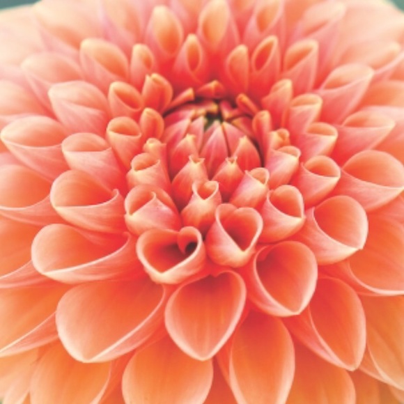 Meet your Posher, Bobbie - Picture 1 of 1